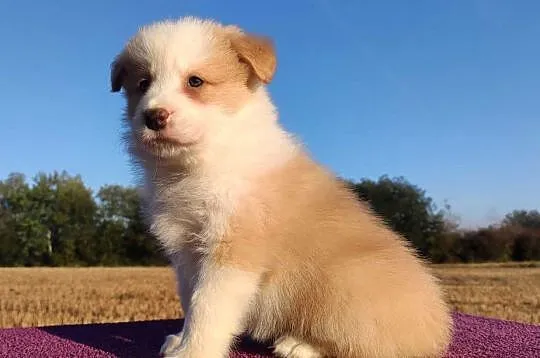 BORDER COLLIE - Samiec / Pies ee-red z hodowli WIĄZ, Podkarpackie, Iwonicz