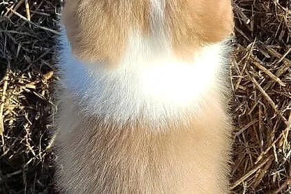 BORDER COLLIE - Samiec / Pies ee-red z hodowli WIĄZ, Podkarpackie, Iwonicz