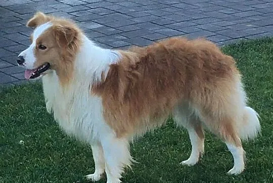 BORDER COLLIE - Samiec / Pies ee-red z hodowli WIĄZ, Podkarpackie, Iwonicz