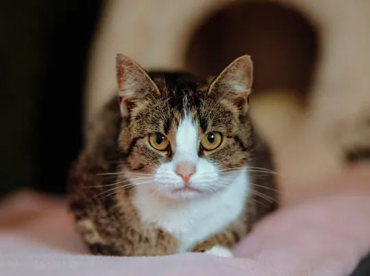 Wyjątkowa, miziasta, przyjazna koteczka do adopcji!  Marzenka trafiła do schroniska bieżącego roku., , Warszawa