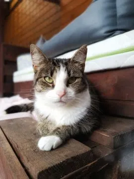 Wyjątkowa, miziasta, przyjazna koteczka do adopcji!  Marzenka trafiła do schroniska bieżącego roku.