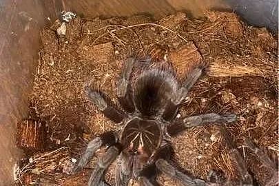 pamphobeteus sp. machalla 4DC