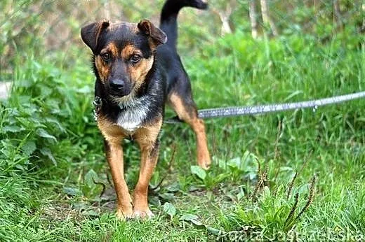 Żabka - złodziejka serc :),  warmińsko-mazurskie O