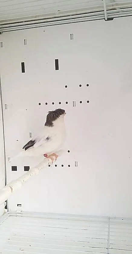 Para Kanarków Gloster, Wielkopolskie, Gostyń