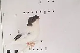 Para Kanarków Gloster