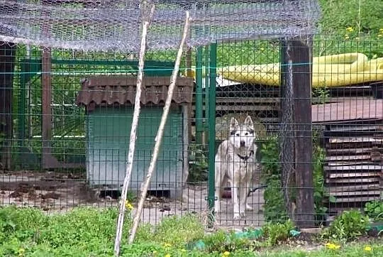 Ares miły psiak