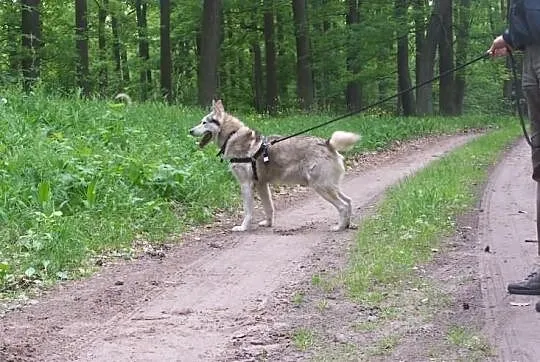 Ares miły psiak