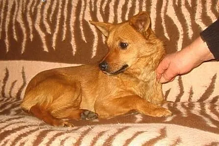 MARUSIA około roczna,wysterylizowana,adopcja!!,  dolnośląskie Wrocław