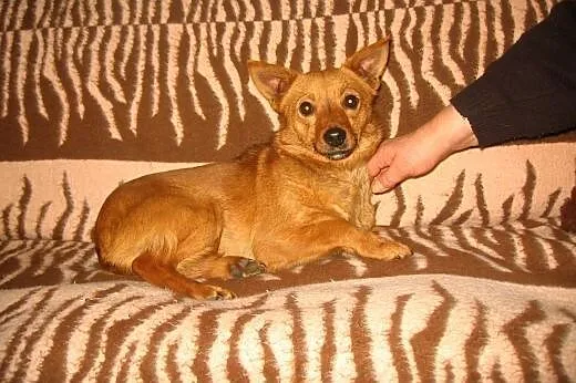 MARUSIA około roczna,wysterylizowana,adopcja!!,  d