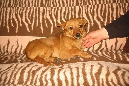MARUSIA około roczna,wysterylizowana,adopcja!!,  d