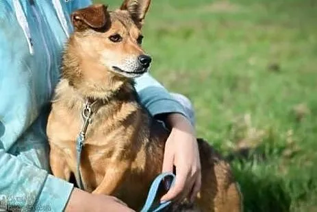 Niewielka, pełna wigoru Mini, młoda, kochająca czł