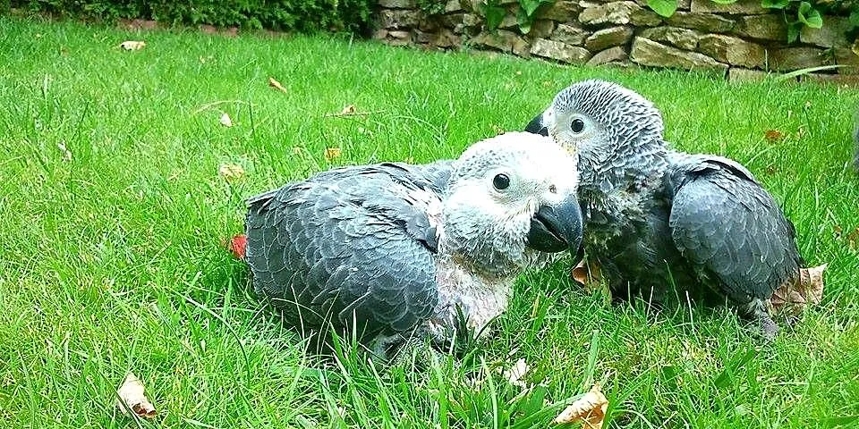Żako Kongo ręcznie karmione, Mazowieckie, Legionowo