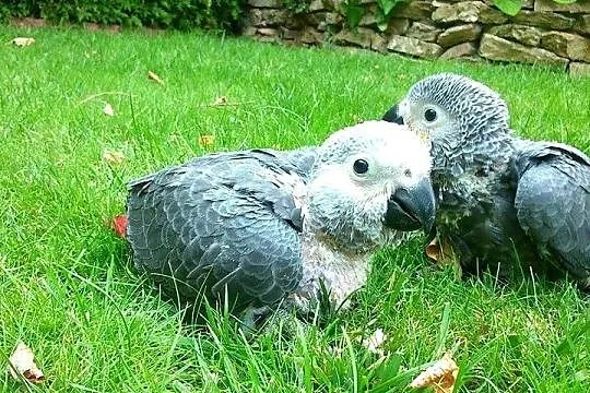 Żako Kongo ręcznie karmione, Mazowieckie, Legionowo