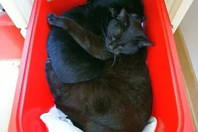 Kicia i Mailnka - uroczy dwupak poleca się do adopcji (Fundacja Agapeanimali),  wielkopolskie Poznań