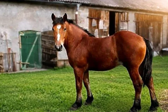 Sprzedam ogierka Zimnokrwisty, Kujawsko-pomorskie, Czernikowo