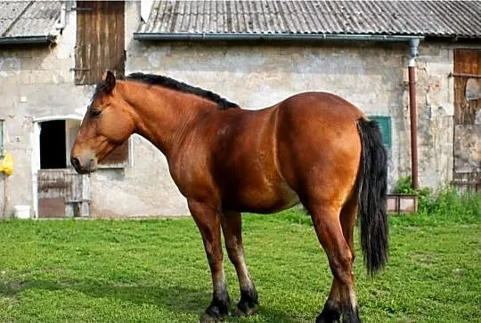 Sprzedam ogierka Zimnokrwisty, Kujawsko-pomorskie, Czernikowo