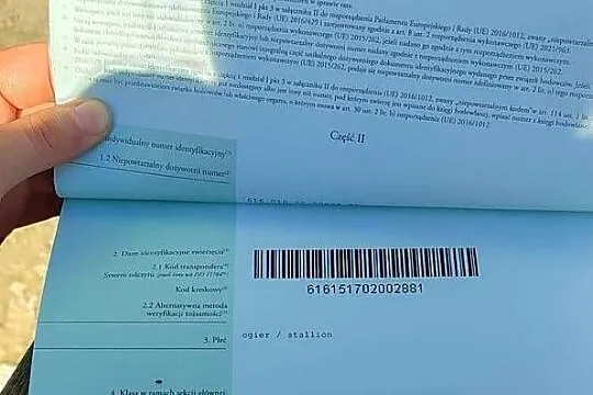Sprzedam ogierka Zimnokrwisty, Kujawsko-pomorskie, Czernikowo