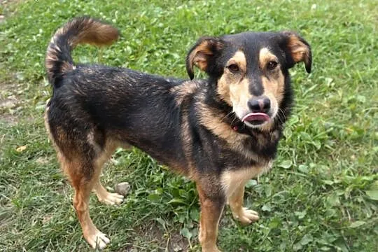 Maki-wspaniały, grzeczny pies do adopcji!,  śląski, Częstochowa