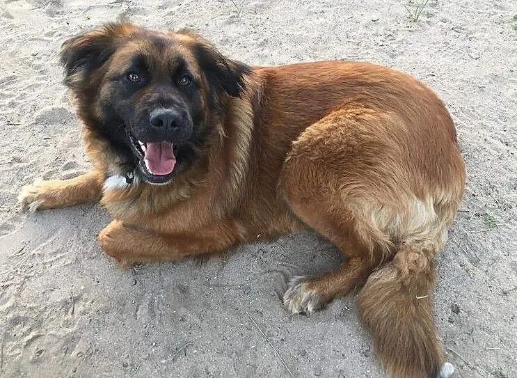 Bella, młoda i wesoła sunia w typie WODOŁAZA, Pomorskie, Gdańsk