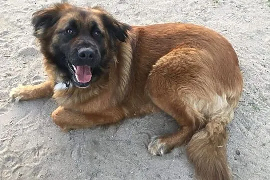 Bella, młoda i wesoła sunia w typie WODOŁAZA, Pomorskie, Gdańsk