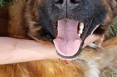 Bella, młoda i wesoła sunia w typie WODOŁAZA, Pomorskie, Gdańsk