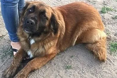Bella, młoda i wesoła sunia w typie WODOŁAZA, Pomorskie, Gdańsk