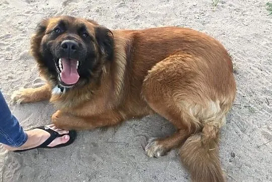 Bella, młoda i wesoła sunia w typie WODOŁAZA, Pomorskie, Gdańsk