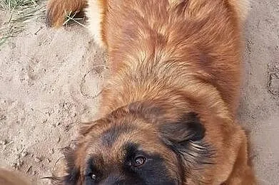 Bella, młoda i wesoła sunia w typie WODOŁAZA, Pomorskie, Gdańsk