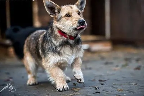 Gucio i Chałka - szczeniaki do adopcji! Daj im dom