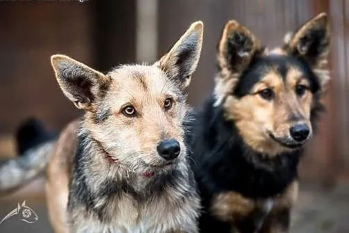 Gucio i Chałka - szczeniaki do adopcji! Daj im dom