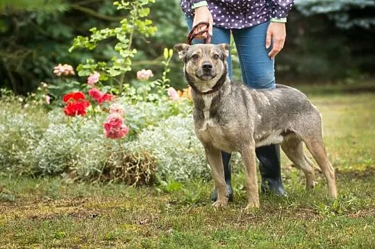 Fafik - zwykły pies z niezwykłym sercem, PIES IDEA