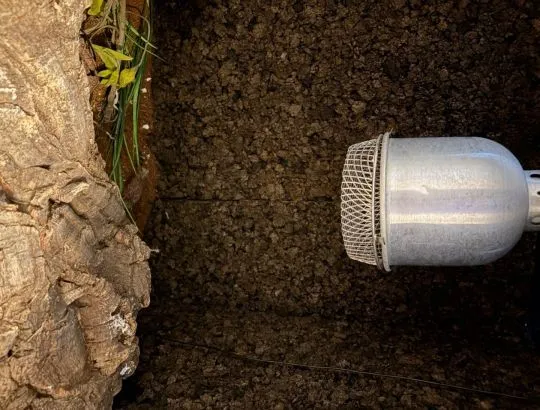 Boa dusiciel Albino (samiec 4 lata + Terrarium 120x60x60) z osprzetem i szafka, Mazowieckie, Warszawa