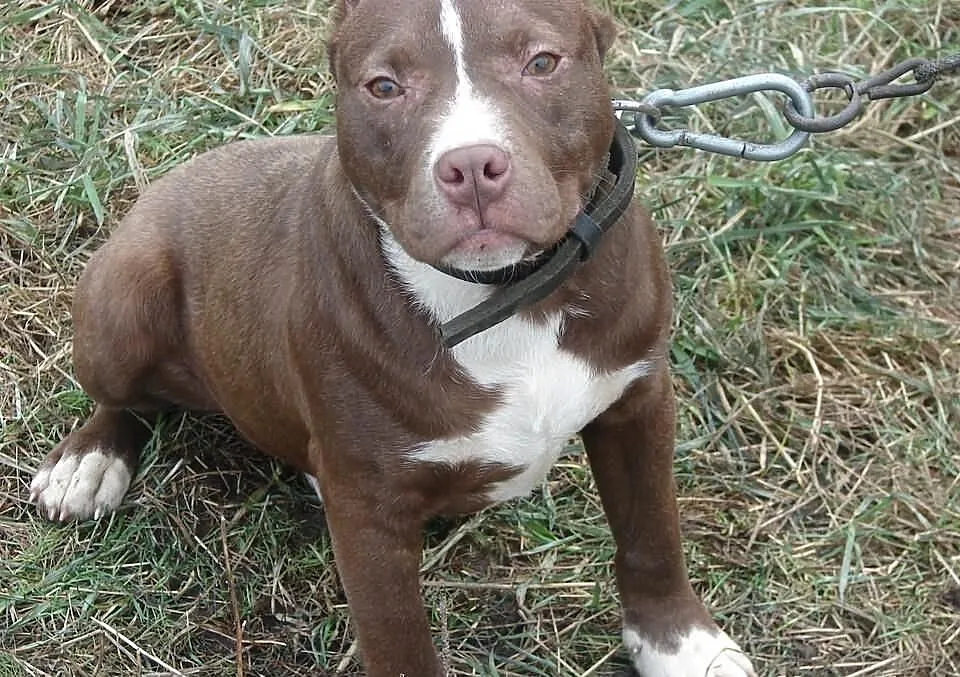 Szczeniak pit bull