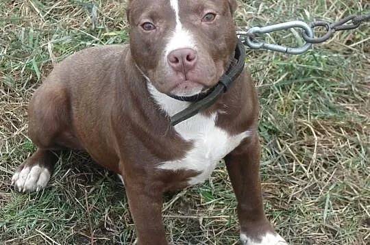 Szczeniak pit bull