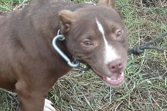 Szczeniak pit bull