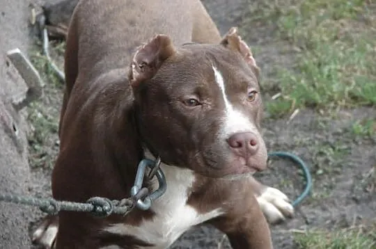 Szczeniak pit bull