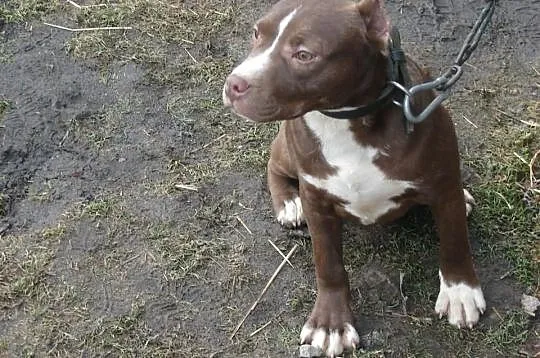 Szczeniak pit bull
