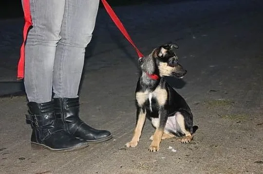Muffinka-suczka do adopcji