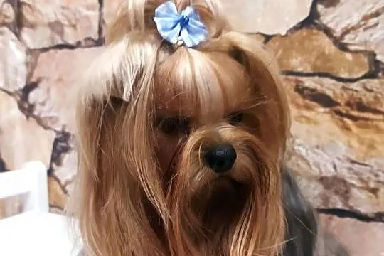 York shire Terrier mini reproduktor krycie, Kujawsko-pomorskie, Toruń