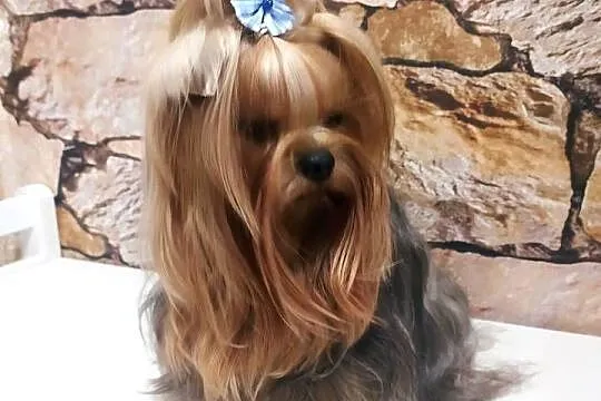 York shire Terrier mini reproduktor krycie, Kujawsko-pomorskie, Toruń
