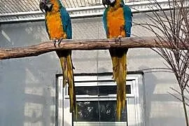 Ary Ararauny - pary do hodowli