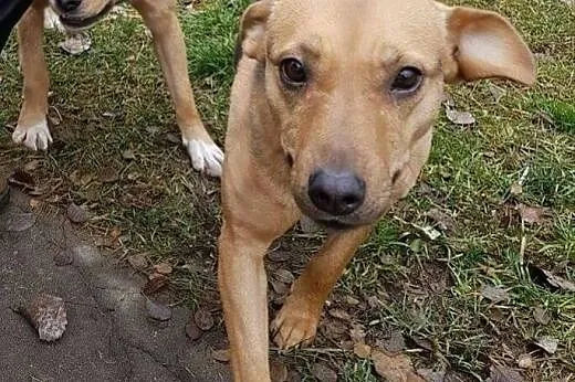 SUZI, delikatna psia panienka szuka domu,  Kundelki cała Polska