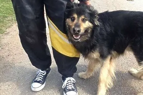 Kudłaty Hultaj poleca się do adopcji,  śląskie Sko