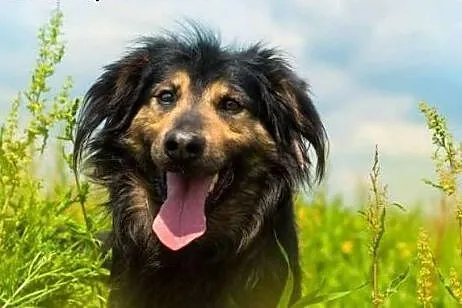 Kudłaty Hultaj poleca się do adopcji,  śląskie Sko