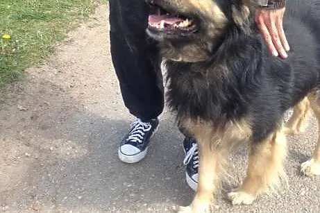 Kudłaty Hultaj poleca się do adopcji,  śląskie Sko
