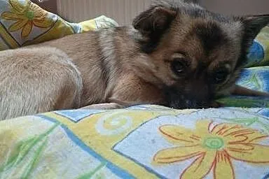 Neko radosna mała suczka szuka wspaniałego domu,  