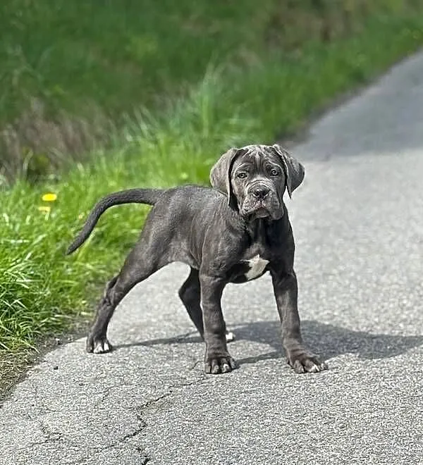 Wyjątkowa, szara suczka cane corso z domowej hodowli ZKwP/FCI, Śląskie, Katowice