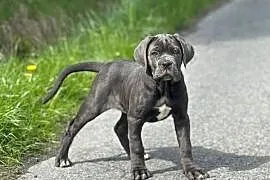 Wyjątkowa, szara suczka cane corso z domowej hodowli ZKwP/FCI
