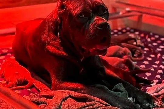 Wyjątkowa, szara suczka cane corso z domowej hodowli ZKwP/FCI, Śląskie, Katowice