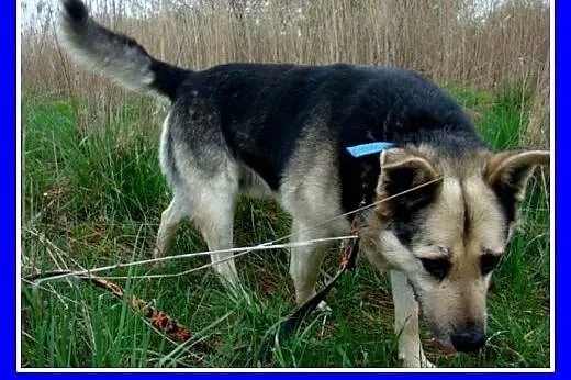 Sympatyczny średni pies POWO, spokojny,łagodny,prz